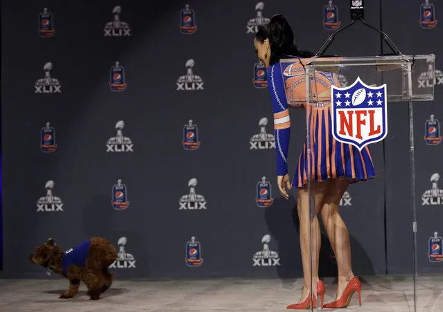 Katy Perry chases after her dog Butters at a halftime news conference for NFL Super Bowl XLIX football game Thursday, January 29, 2015, in Phoenix. (Photo by Morry Gash/AP Photo)