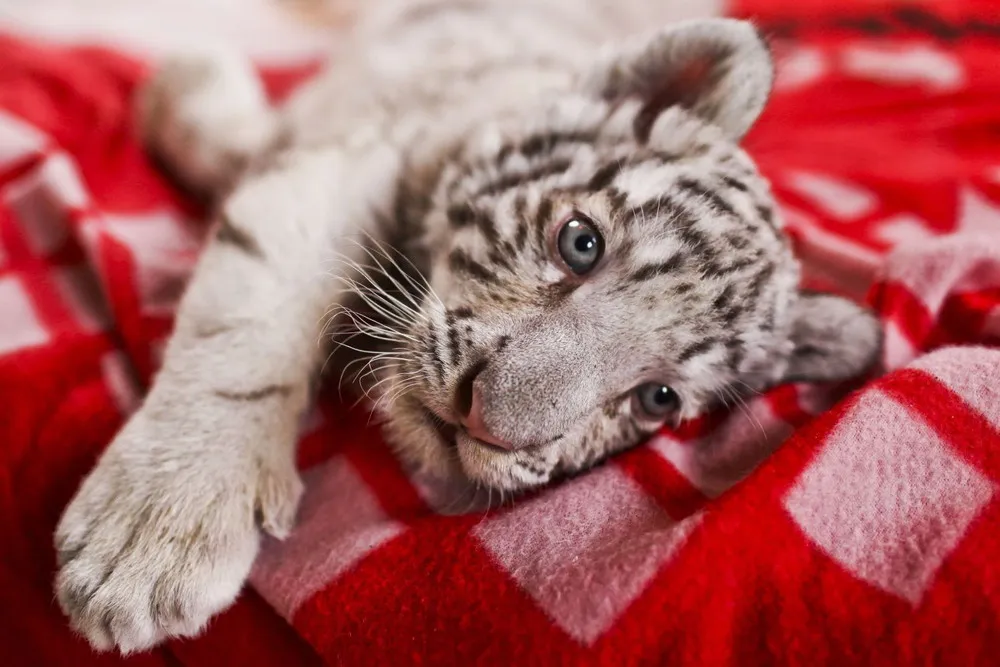 Peru Zoo Welcomes White Bengal Tiger Cub