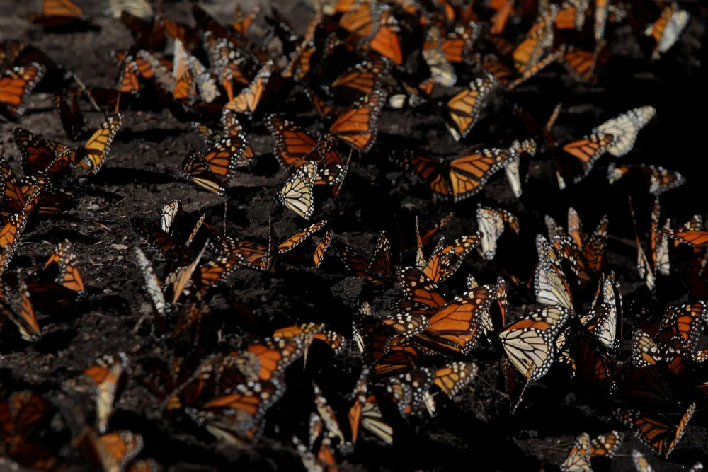 Sierra Chincua Butterfly Sanctuary