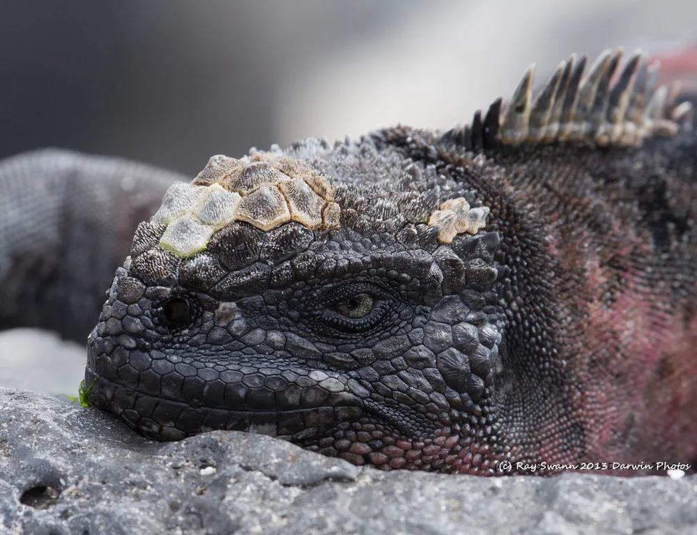 The Galapagos Islands