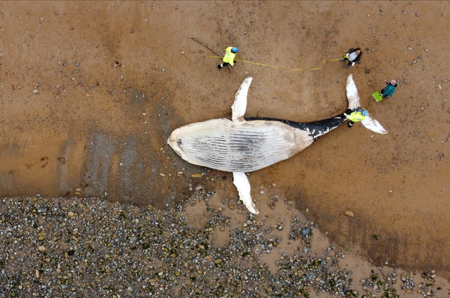 An 11ft whale is seen washed up on the shore of Blyth beach, Northumberland, Britain March 19, 2021. Picture taken with a drone. (Photo by Lee Smith/Reuters)