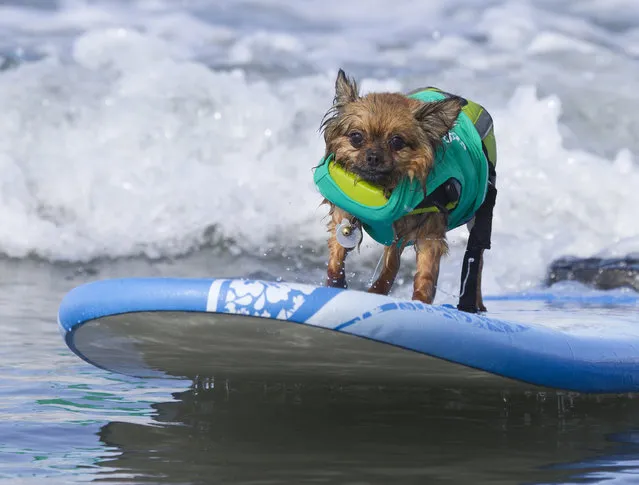 “Little Surfer”. (Photo and caption by Nathan Rupert)