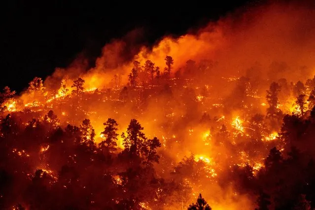The Sheep Fire wildfire burns through a forest on a hillside near homes in Wrightwood, California, U.S. June 11, 2022. (Photo by Kyle Grillot/Reuters)