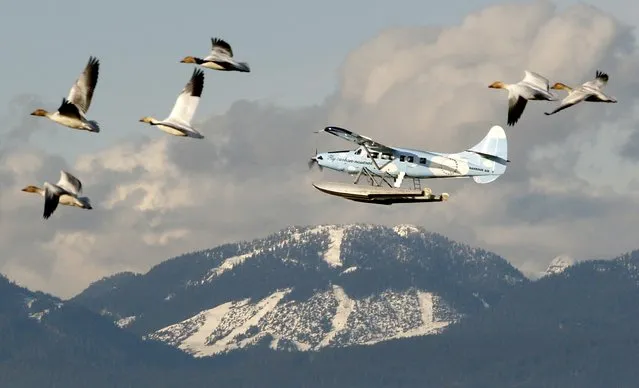 Snow geese and a float plane pass Cypress Mountain prior to the Vancouver 2010 Winter Olympic Games in a February 9, 2010 file photo. As eastern Canada and the United States endure record snowfalls and frigid temperatures, Western Canada is struggling with the opposite problem: an unseasonable lack of snow that is forcing some ski hills to shut early. (Photo by Chris Helgren/Reuters)