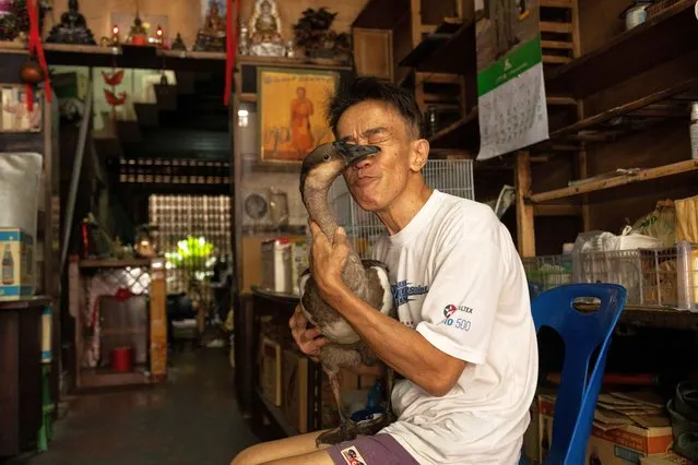 Lek pets his goose “Liang” at his shophouse at Chinatown in Bangkok, Thailand on September 11, 2023. (Photo by Jorge Silva/Reuters)