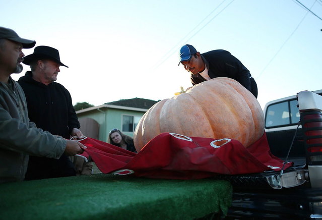 Contestants move a giant pumpkin onto a forklift during the 40th Annual Safeway World Championship Pumpkin Weigh-Off on October 14, 2013 in Half Moon Bay, California. Gary Miller of Napa, California won the 40th Annual Safeway World Championship Pumpkin Weigh-Offgigantic pumpkin with a gigantic pumpkin that weighed in at 1,985 pounds. Miller took home a cash prize of $11,910, or $6.00 a pound. (Photo by Justin Sullivan/AFP Photo)