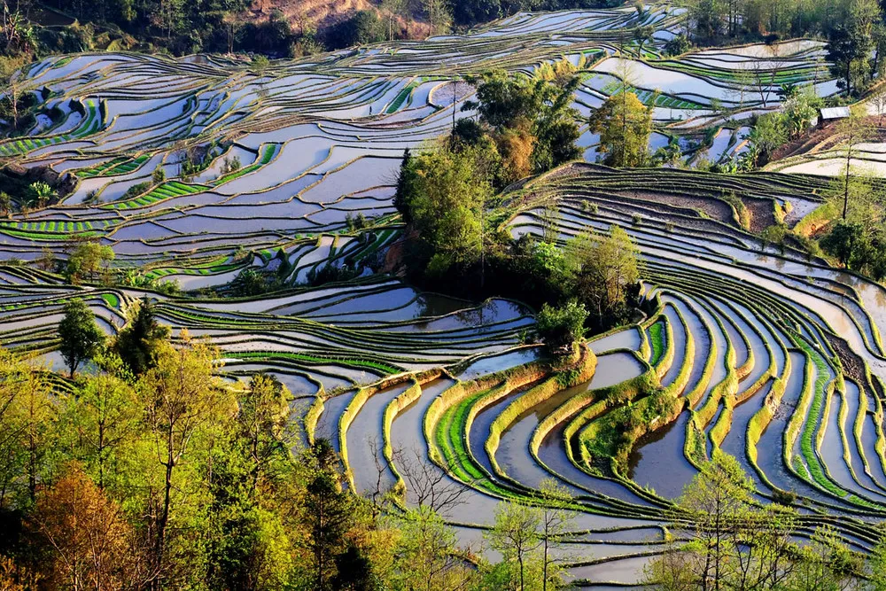 Longsheng Rice Terraces