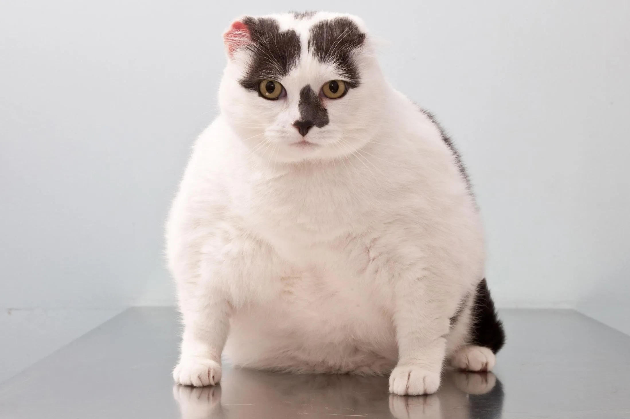 Красивые киски толстых. Толстый кот британец вислоухий. Толстый скоттиш фолд. Толстая кошка.