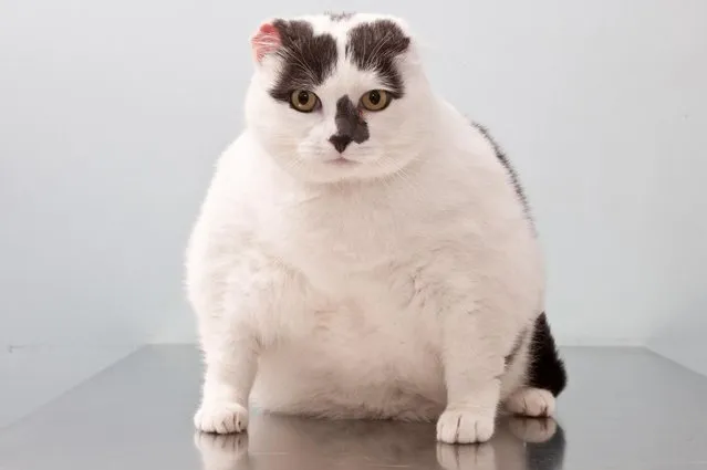 Supersized cat Fifi Bottomley who weighs 9.3kg. (Photo by PDSA)