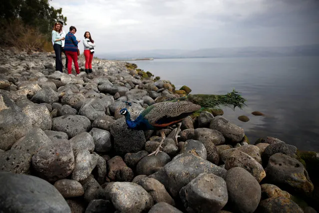 A peacock walks next to the Monastery of the Holy Apostles, on the shore of the Sea of Galilee, northern Israel November 30, 2016. (Photo by Ronen Zvulun/Reuters)