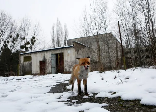 A fox roams in the deserted town of Pripyat, some 3 kilometers (1.86 miles) from the Chernobyl nuclear plant in Ukraine, Thursday, December 22, 2016. (Photo by Sergei Chuzavkov/AP Photo)