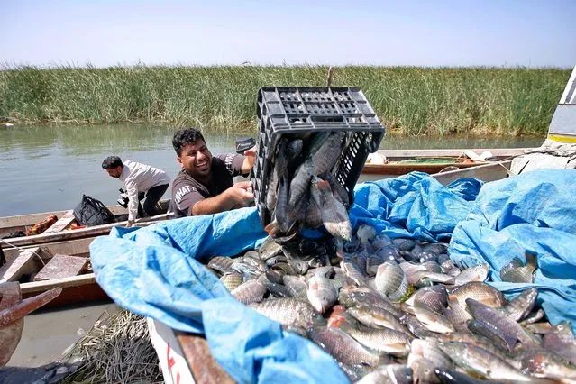 Fishermen unload the day's catch from the marshes into pick-up trucks in Chibayish, Iraq, Saturday, May, 1, 2021. (Photo by Anmar Khalil/AP Photo)
