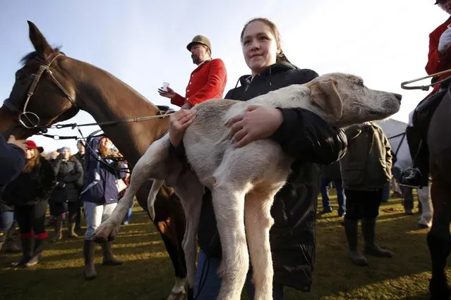 A hound is carried as members of the New Forest Hunt gather at at Boltons Bench for the annual Boxing Day hunt in Lyndhurst, southern England December 26, 2016. (Photo by Luke MacGregor/Reuters)