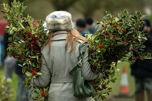 A buyer departs with her purchased bundles of holly during the annual Mistletoe and Holly Auctions held at Tenbury Wells, central England on December 4, 2018. The auctions, which have been held in Tenbury Wells for over 100 years, attract a range of buyers including florists, stately home owners, grocers, market stall holders, hoteliers, garden centres, and members of the public looking to decorate their homes for the Christmas season. (Photo by Oli Scarff/AFP Photo)