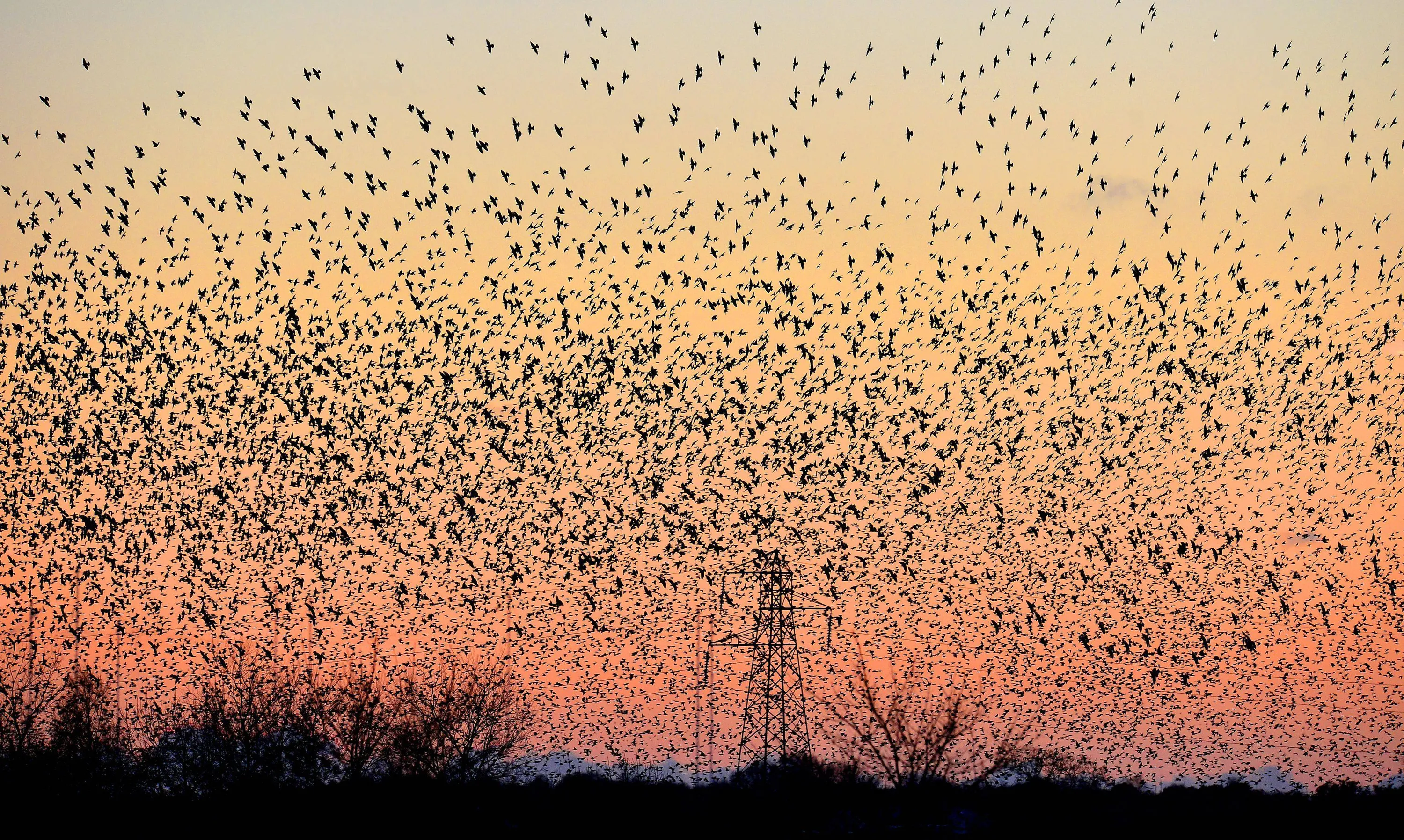 Песня тысячи птиц надо мною. Миграция Скворцов. Много птиц. Стая птиц в небе. Стая Скворцов.