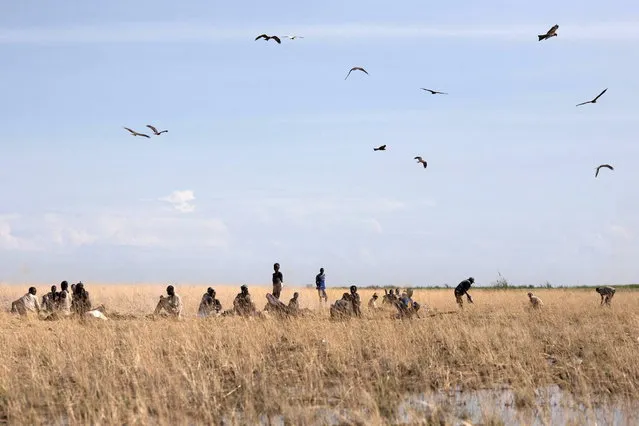 A temporary Turkana fishing camp is seen on the shores of Lake Turkana some kilometres from Todonyang near the Kenya-Ethiopia border in northwestern Kenya October 12, 2013. (Photo by Siegfried Modola/Reuters)