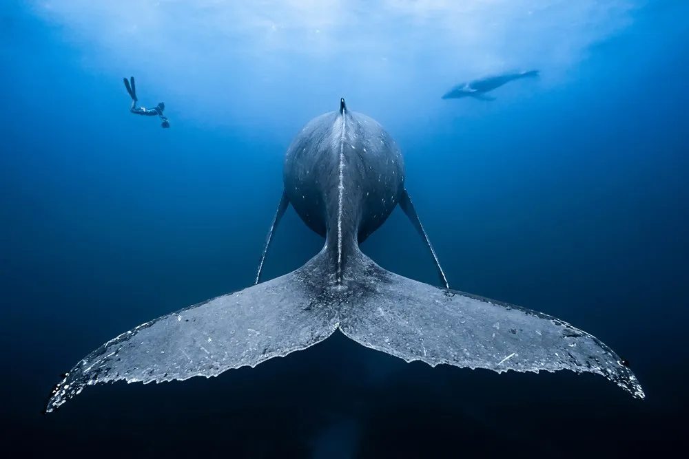 The Ocean Art 2018 Underwater Photography Competition