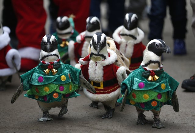 Visitors look at penguins wearing Santa Claus (in red) and Christmas tree (in green) costumes during a promotional event for Christmas at an amusement park in Yongin, south of Seoul, December 18, 2013. (Photo by Kim Hong-Ji/Reuters)
