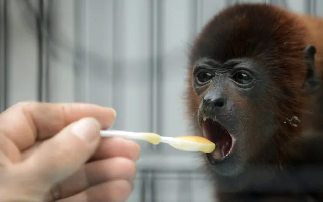 A volunteer feeds a baby red howler monkey (Alouatta seniculus), during its recovery at the Santa fe zoo, in Medellin,  Antioquia department, Colombia on December 17, 2013. (Photo by Raul Arboleda/AFP Photo)