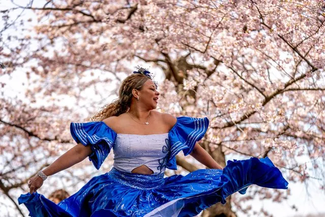 Guijara Solano, a Colombian woman living in Arlington, Va., films herself dancing along the Tidal Basin as cherry blossoms enter their peak bloom this week in Washington, Tuesday, March 21, 2023. (Photo by Andrew Harnik/AP Photo)