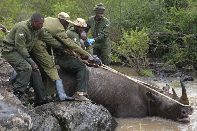Kenya Wildlife Service rangers and capture team pull out a sedated black rhino from the water in Nairobi National Park, Kenya Tuesday, January 16, 2024. Kenya has embarked on its biggest rhino relocation project ever and began the difficult work Tuesday of tracking, darting and moving 21 of the critically endangered beasts, which can each weigh over a ton, hundreds of miles in trucks to a new home. A previous attempt at moving rhinos in the East African nation in 2018 was a disaster as all 11 of the animals died. (Photo by Brian Inganga/AP Photo)