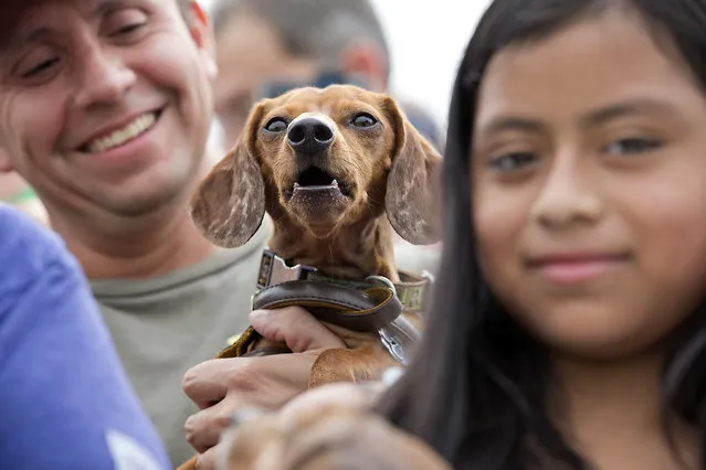 Fans gather in the bleachers to get a good seat of the racing action. Ashley Nolan loads her dog Hank Williams into the shoot before his race. The 18th Annual Buda County Fair and Weiner Dog Races was held at city park in Buda Sunday April 26, 2015 sponsored by the Lions Club. (Photo by Ralph Barrera/Austin American-Statesman)