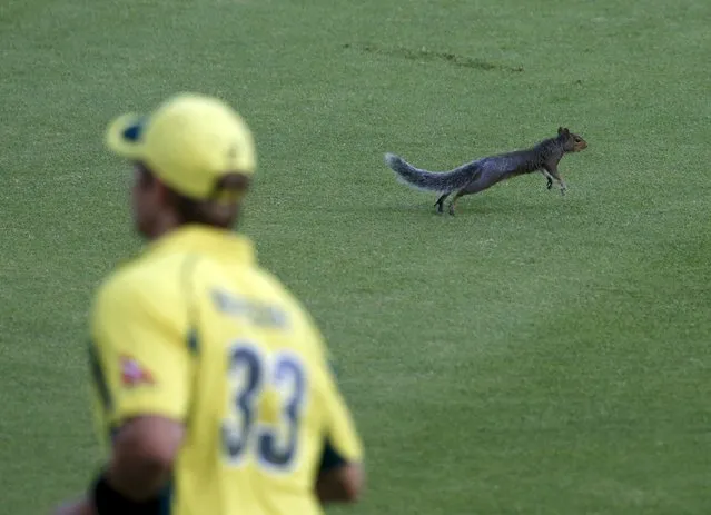 Cricket, Australia vs South Africa, T20 International, Newlands Stadium, Cape Town, South Africa on March 9, 2016: A squirrel runs past Australia's Shane Watson. (Photo by Mike Hutchings/Reuters)