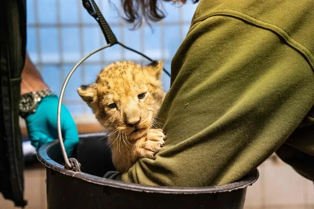 A vetereninarian weights a lion cub in a basket in Copenhagen Zoological Garden in Copenhagen, Denmark, on September 27, 2021. Veterinarians and caretakers in Copenhagen Zoological Garden chiped and determined the gender of four lion cubs. Two are females and two are males and all very healthy. Two of the lion cubs were born outdoors and had to be warmed up in the shower and with a hair dryer, while the lion mother gave birth to the last two cubs. The cubs must stay in the stable with their mother until the two-year-old pups are sent out into the world later in the year. (Photo by Ida Marie Odgaard/Ritzau Scanpix via AFP Photo)
