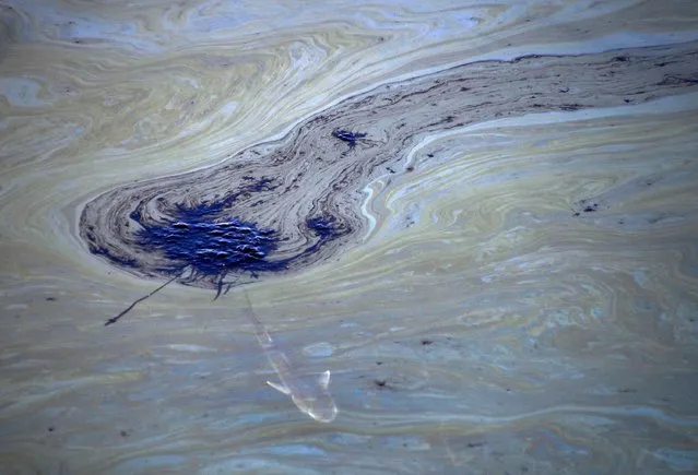 A fish swims under oil slicks in the Talbert Channel after a major oil spill off the coast of California has come ashore in Huntington Beach, California, U.S. October 3, 2021. (Photo by Gene Blevins/Reuters)