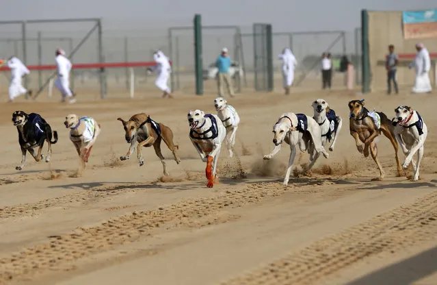 Saluki dogs compete during a race organised as part of the Sheikh Sultan bin Zayed Al Nahyan Heritage festival, at a desert in Sweihan, UAE February 11, 2016. (Photo by Ahmed Jadallah/Reuters)