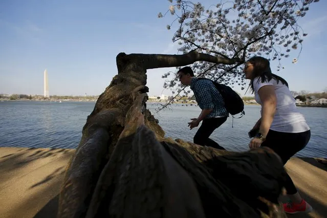 Visitors duck under a low-hanging bough as they walk along the Tidal Basin to look at the cherry blossoms in Washington March 24, 2016 (Photo by Jonathan Ernst/Reuters)