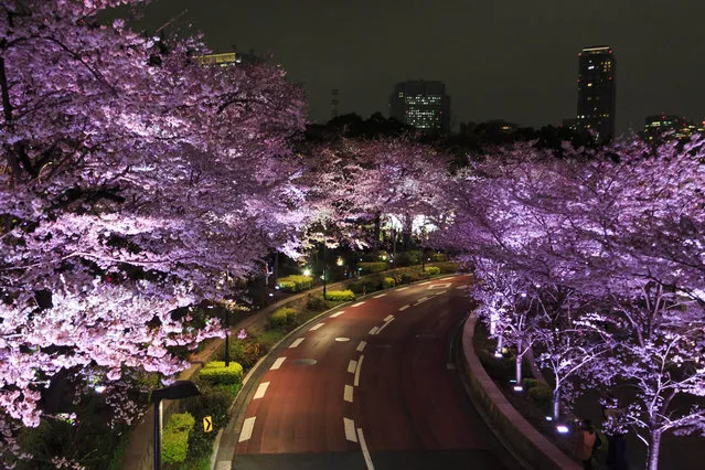 Cherry blossoms in full bloom are illuminated in Roppongi Midtown  Tokyo, Japan on April 1, 2016. On Thursday, the Japan Meteorological Agency announced that Tokyo's cherry trees were in full bloom, three days earlier than usual, but two days later than last year. The spot starts at the pedestrian bridge in Midtown Tower towards to the Hinokicho Park in Roppongi. (Photo by Rodrigo Reyes Marin/AFLO via ZUMA Press)