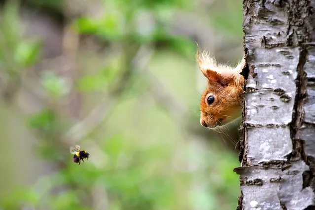 A bee and a red squirrel eyeball each other in the winning entry of the Mammal Society’s annual photography contest, taken by Gary Watson from Dingwall in the Scottish Highlands. (Photo by Gary Watson/Mammal Society/Bav Media)