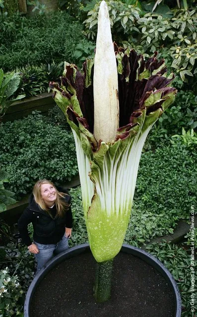 A Titan Arum Also Known As The Corpse Flower In A Rare Flowering In January 2023 In Adelaide Botanic Gardens In Australia 2m7hx0c
