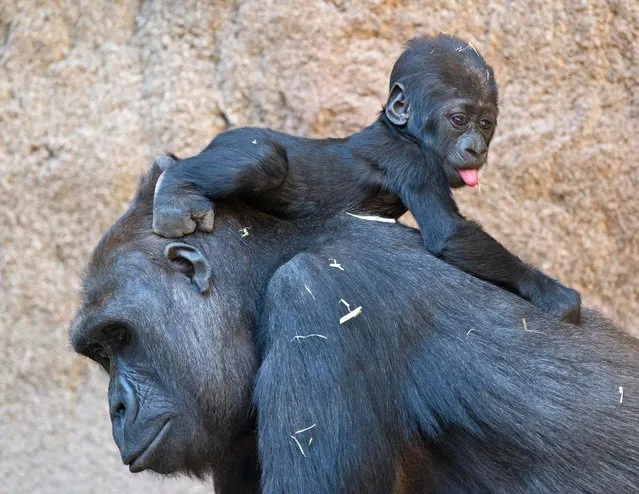 Baby gorilla Jengo relaxes on the back of his mother Kibara at the zoo in Leipzig, Germany, Thursday, March 20, 2014. The baby gorilla was born on Dec. 2, 2013. (Photo by Jens Meyer/AP Photo)