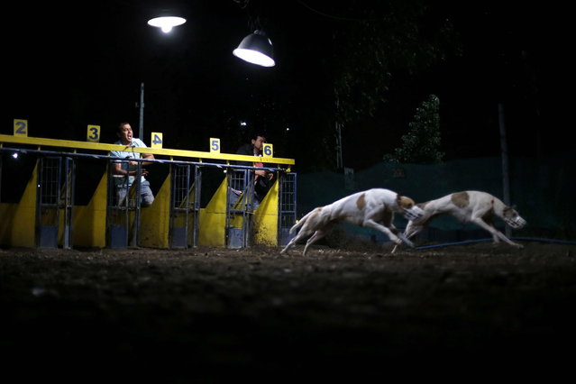 Trainers shout at greyhounds at the start of a race in Santiago city, March 1, 2014. (Photo by Ivan Alvarado/Reuters)