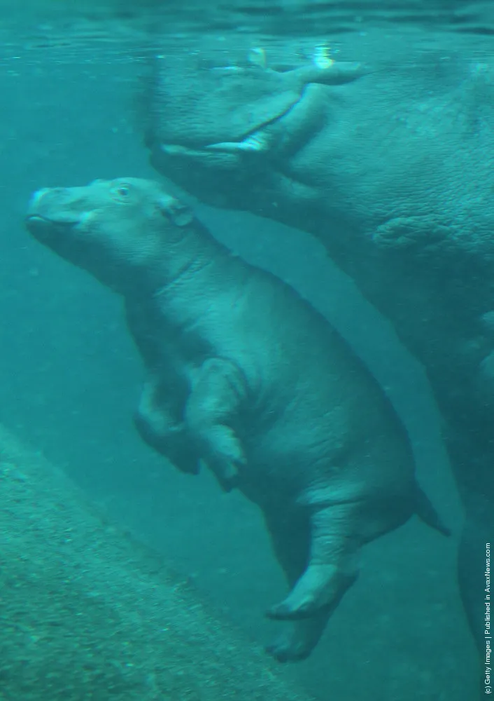 Baby Hippopotamus Presentation At Berlin Zoo