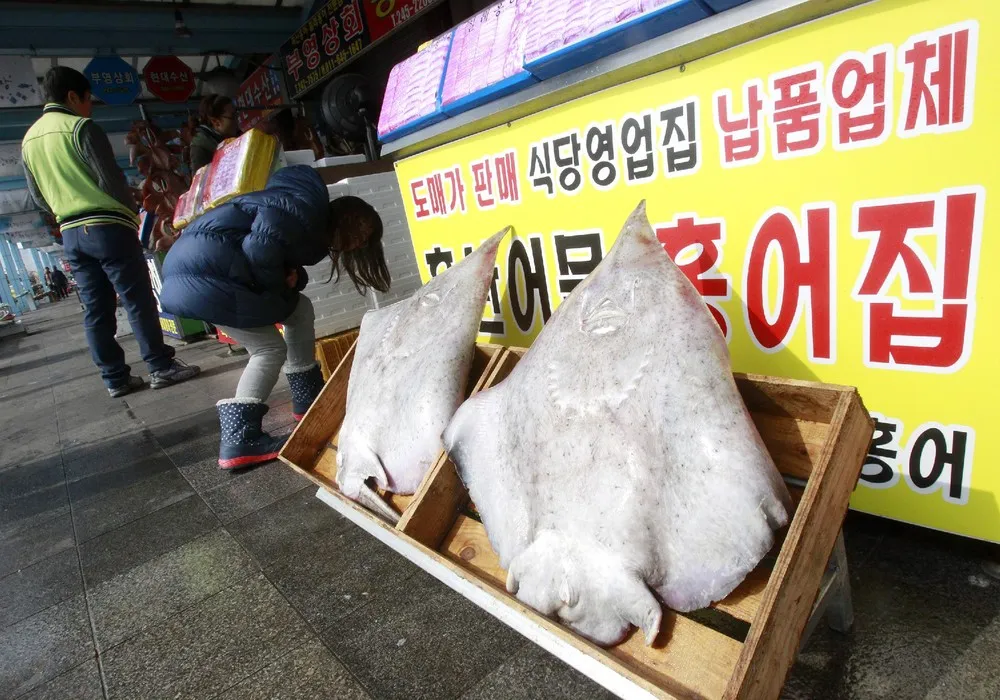 South Koreans Crave Asia's Smelliest Fish