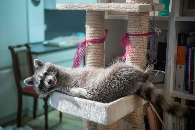 Three-legged raccoon Marvin is pictured at the home of Mathilde Laininger in Berlin on January 25, 2022. Laininger, a former veterinarian, at her home cares for four raccoons that can no longer be released into the wild. Raccoon Fritzi has an Instagram account with ten thousand followers. (Photo by Stefanie Loos/AFP Photo)