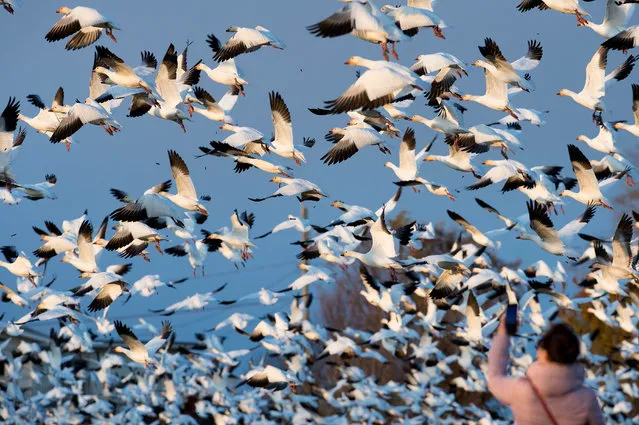 Snow geese at the Terra Nova bird sanctuary in Richmond, Canada. An estimated 100,000 snow geese have descended upon the Terra Nova bird sanctuary to feed before heading south to warmer destinations, including the US states of Washington and California. (Photo by Andrew Soong/Xinhua/Barcroft Images)
