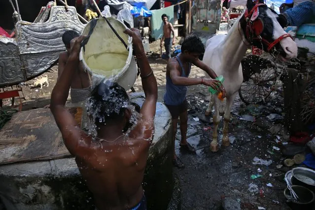 In this June 16, 2015 photo, groom and coachmen take bath at a stable in Mumbai, India. (Photo by Rafiq Maqbool/AP Photo)