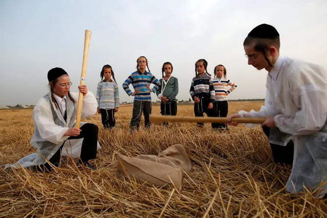 Ultra-Orthodox Jewish boys use a stick to to separate the wheat grains in the Ultra-orthodox moshav of Komemiyut May 3, 2016. (Photo by Amir Cohen/Reuters)