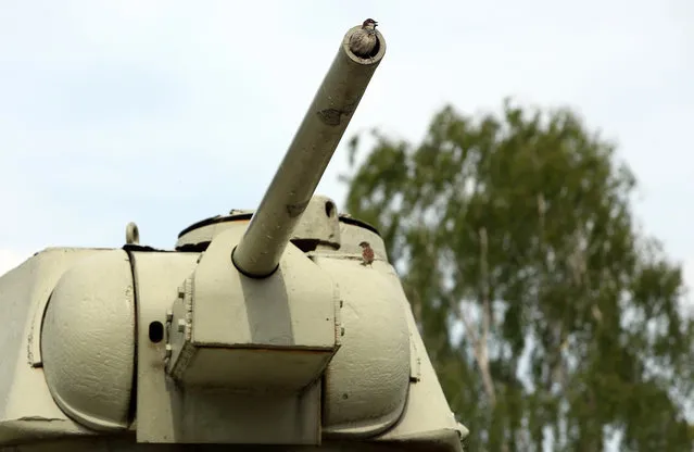 A bird perches inside the barrel of one of two Soviet T-34 tanks in a Soviet War Memorial on April 22, 2014 in Berlin, Germany. German politicians have condemned a petition launched last week by the B.Z. newspaper as well as the country's best-selling tabloid, Bild, which encouraged readers to send letters of protest to the federal parliament demanding the removal of the tanks located in the Soviet War Memorial in the city's central Tiergarten Park located near the Brandenburg Gate. (Photo by Adam Berry/Getty Images)