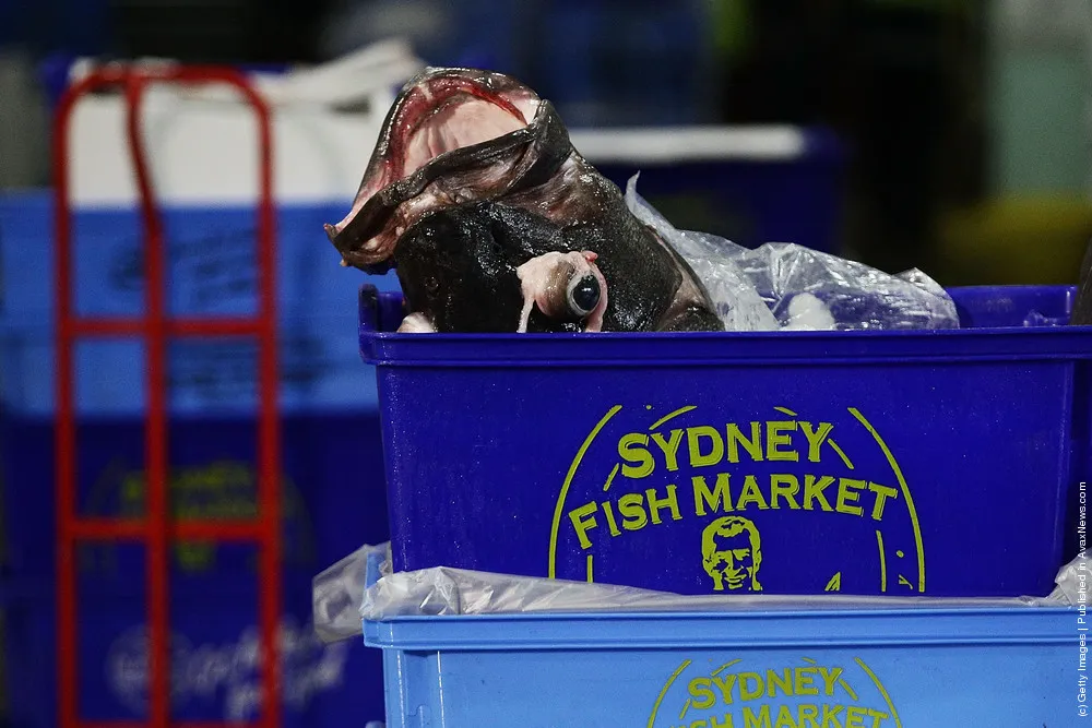 Sydney Fish Market Begins 36 Hour Seafood Marathon