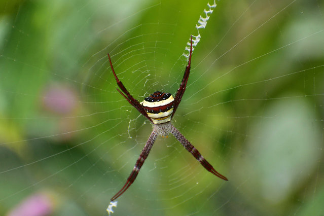 A St. Andrews cross spider is hanging on its web in Nagaon District, Assam, India, on February 25, 2024. Not only do their bodies form the diagonal cross that gives them their name, but they also weave a white X into their webs with extra silk. This one has just begun to do so, as you can see at the top right and bottom left. (Photo by Anuwar Hazarika/NurPhoto/Rex Features/Shutterstock)