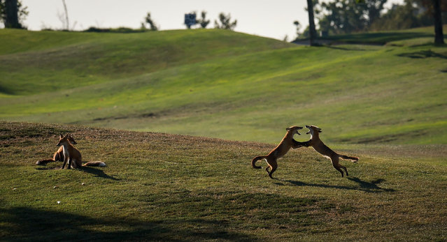 Red fox pups play on a golf course in California on July 15, 2024. The red fox (Vulpes vulpes) is a member of the dog family Canidae. Largest of the true foxes they are found across the Northern Hemisphere. Known for their reddish-orange fur and bushy tails, red foxes are known for their keen sense of smell, excellent hearing, and good vision. They prey on small mammals, birds, and insects, and are also help to control the populations of their prey animals, such as rodents and rabbits. (Photo by Seshadri Sukumar/ZUMA Press Wire/Rex Features/Shutterstock)