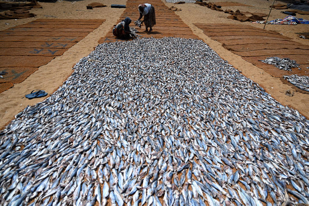 Workers process salted fish at a fishery harbour in Negombo on March 24, 2022. (Photo by Ishara S. Kodikara/AFP Photo)