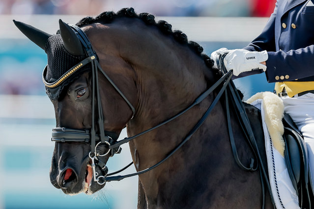 Henri Ruoste of Finland riding Tiffanys Diamond during the Paris 2024 Olympic Games Equestrian Team and Individual Dressage Grand Prix Qualifier at Chateau de Versailles, France, 31 July 2024. (Photo by Erik S. Lesser/EPA/EFE)