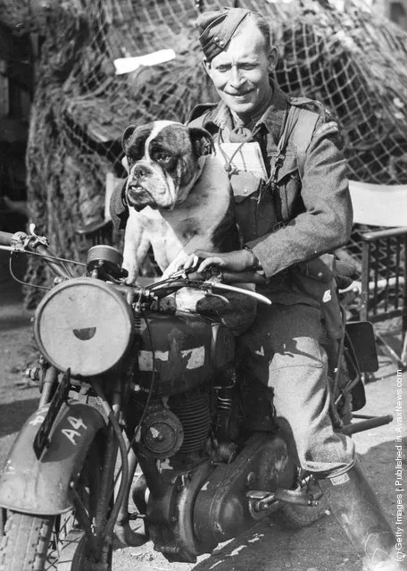 1941: A despatch rider in a Quebec regiment gives a lift to the regimental mascot, a British bulldog. The regiment is on Invasion practice exercises in England