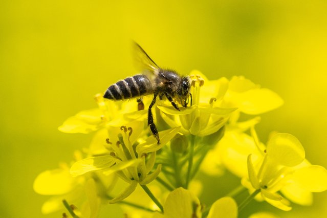 A bee feeds on nectar on an oilseed rape at Hitachi Seaside Park in Hitachinaka, Ibaraki Prefecture on April 2, 2024. (Photo by Philip Fong/AFP Photo)